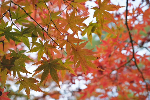 DSCF7395